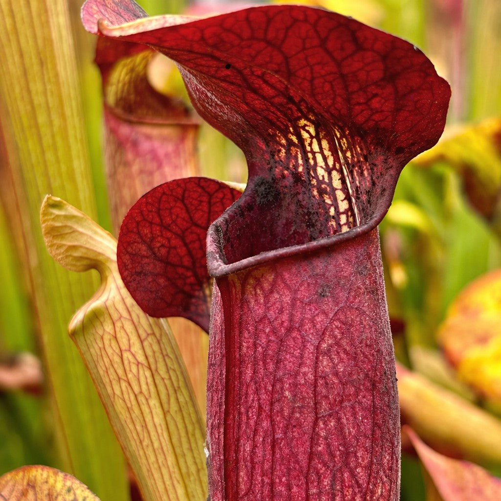 Close-up of a red Sarracenia alata 'Red Tube' pitcher plant lid with dark veining