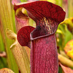 Close-up of a red Sarracenia alata 'Red Tube' pitcher plant lid with dark veining