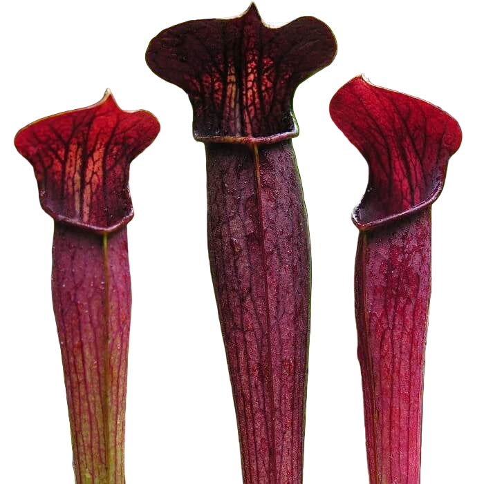 Three dark red Sarracenia alata 'Red Tube' pitcher plant pitchers