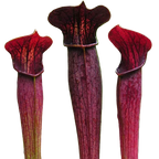 Three dark red Sarracenia alata 'Red Tube' pitcher plant pitchers