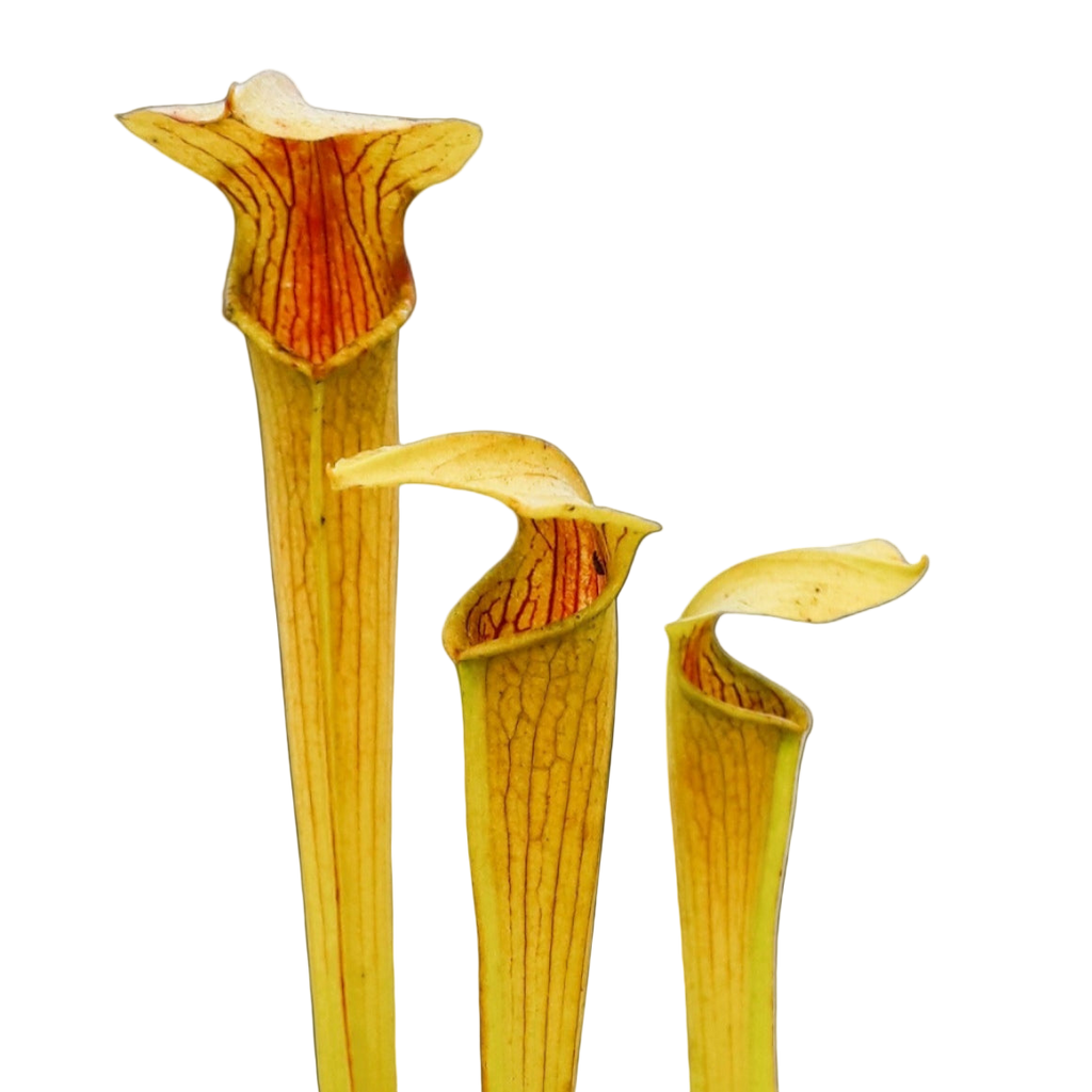 Tall yellow-green Sarracenia alata pitcher plant pitchers with red throats
