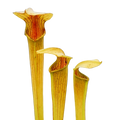 Tall yellow-green Sarracenia alata pitcher plant pitchers with red throats