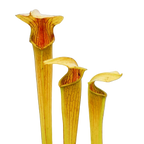 Tall yellow-green Sarracenia alata pitcher plant pitchers with red throats