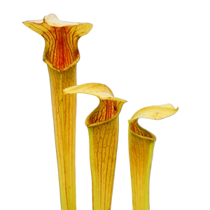 Sarracenia alata (Pale Pitcher Plant)