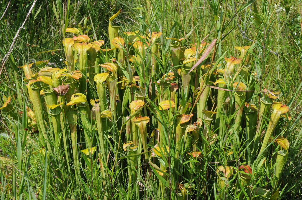 Wild stand of Sarracenia alata pitcher plants in tall grass