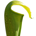 Curved hood of a Sarracenia alata x minor pitcher plant with pale light windows