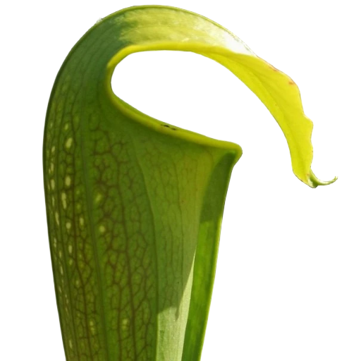 Curved hood of a Sarracenia alata x minor pitcher plant with pale light windows