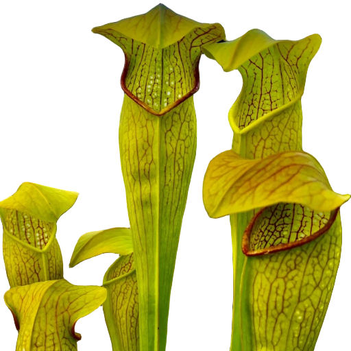 Golden-yellow Sarracenia alata x minor pitcher plant pitchers with red veins