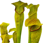Golden-yellow Sarracenia alata x minor pitcher plant pitchers with red veins