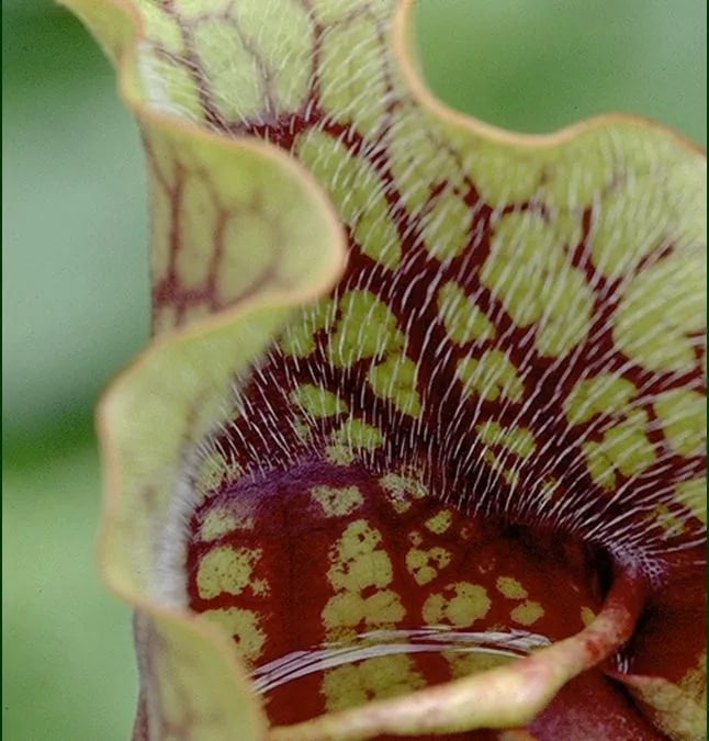 No way out: Downward-pointing hairs funnel insects into the pitcher and stop them climbing back out.
