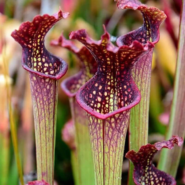 North American Pitcher Plants (Sarracenia)