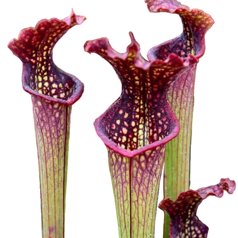 Sarracenia x farnhamii pitcher plant pitchers with frilled red lids and white windows