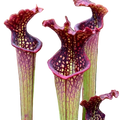 Sarracenia x farnhamii pitcher plant pitchers with frilled red lids and white windows