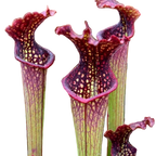 Sarracenia x farnhamii pitcher plant pitchers with frilled red lids and white windows
