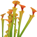 Tall Sarracenia flava var. cuprea pitcher plant pitchers with copper-orange lids