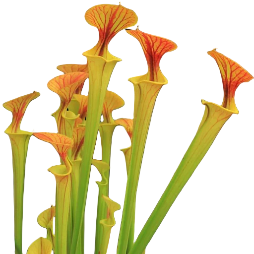 Sarracenia flava var. cuprea (Copper Top Pitcher)