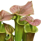 Close-up of Sarracenia flava var. cuprea pitcher plant pitchers with copper-pink lids