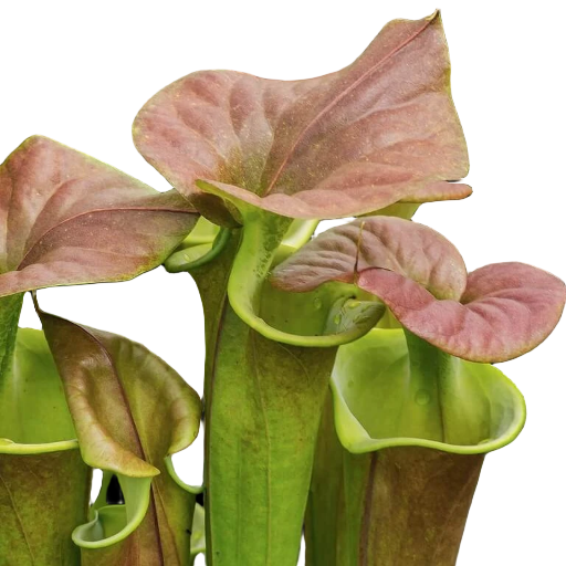 Sarracenia flava var. cuprea (Copper Top Pitcher)