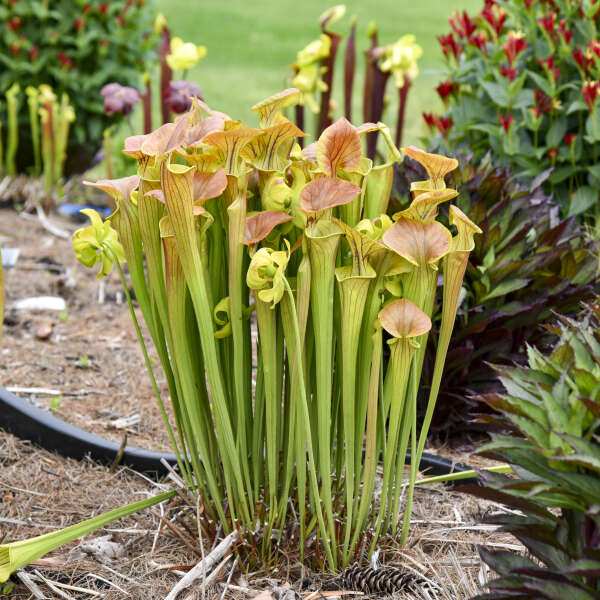 Clump of Sarracenia flava var. cuprea pitcher plants growing in a garden bed