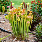 Clump of Sarracenia flava var. cuprea pitcher plants growing in a garden bed