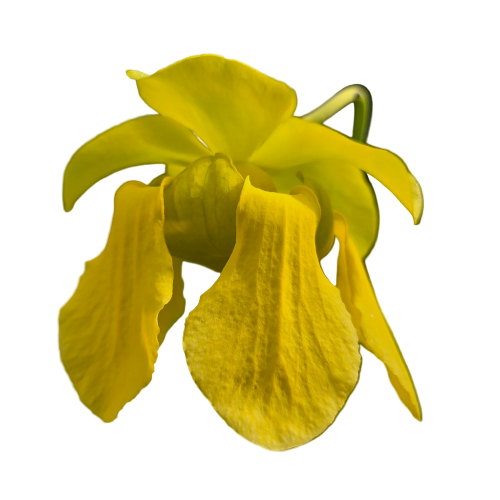 Yellow flower of a Sarracenia flava var. cuprea pitcher plant on a black background
