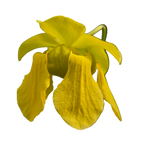 Yellow flower of a Sarracenia flava var. cuprea pitcher plant on a black background