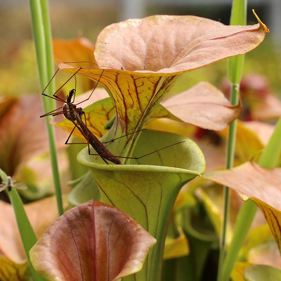 Crane fly resting on the copper lid of a Sarracenia flava var. cuprea pitcher plant