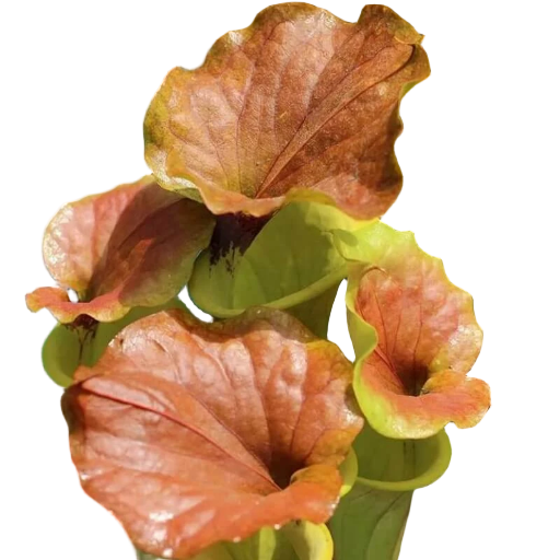 Copper-coloured lids of a Sarracenia flava var. cuprea pitcher plant
