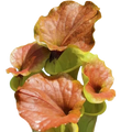 Copper-coloured lids of a Sarracenia flava var. cuprea pitcher plant