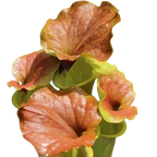 Copper-coloured lids of a Sarracenia flava var. cuprea pitcher plant