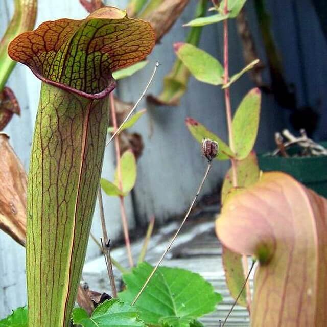 Sarracenia 'Flies Demise'