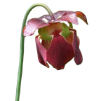 Maroon-red flower of a Sarracenia 'Flies Demise' pitcher plant