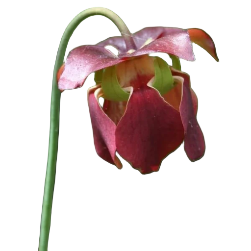 Maroon-red flower of a Sarracenia 'Flies Demise' pitcher plant