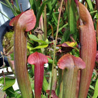Red-hued Sarracenia 'Flies Demise' pitcher plant pitchers growing among other plants