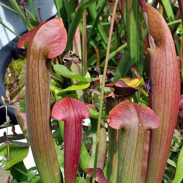Sarracenia 'Flies Demise'