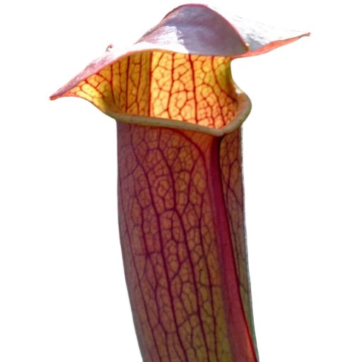 Sarracenia 'Flies Demise' pitcher plant pitcher with red veining and a broad lid