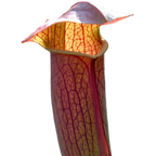 Sarracenia 'Flies Demise' pitcher plant pitcher with red veining and a broad lid