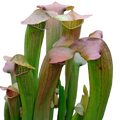 Sarracenia 'Flies Demise' pitcher plant with wide green pitchers and pink-flushed lids
