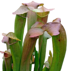 Sarracenia 'Flies Demise' pitcher plant with wide green pitchers and pink-flushed lids