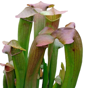 Sarracenia 'Flies Demise'