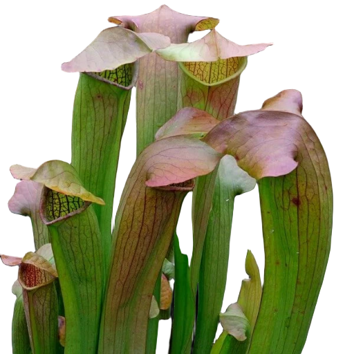 Sarracenia 'Flies Demise' pitcher plant with wide green pitchers and pink-flushed lids