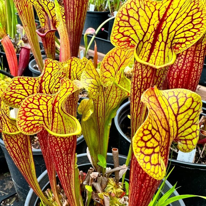 Plenty of direct sun grows tall, sturdy pitchers with beautiful colouring and distinct venation.