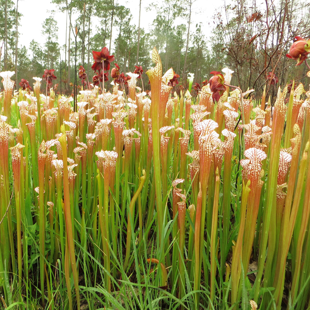 Field of wild Sarracenia leucophylla pitcher plants with white-topped pitchers