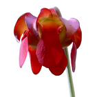 Red flower of a Sarracenia leucophylla pitcher plant on a black background