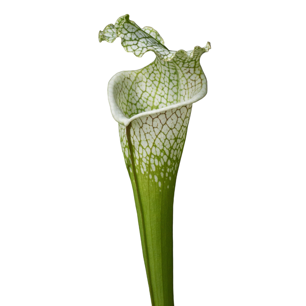 White-topped Sarracenia leucophylla pitcher plant pitcher with green veins and a ruffled lid
