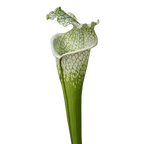 White-topped Sarracenia leucophylla pitcher plant pitcher with green veins and a ruffled lid