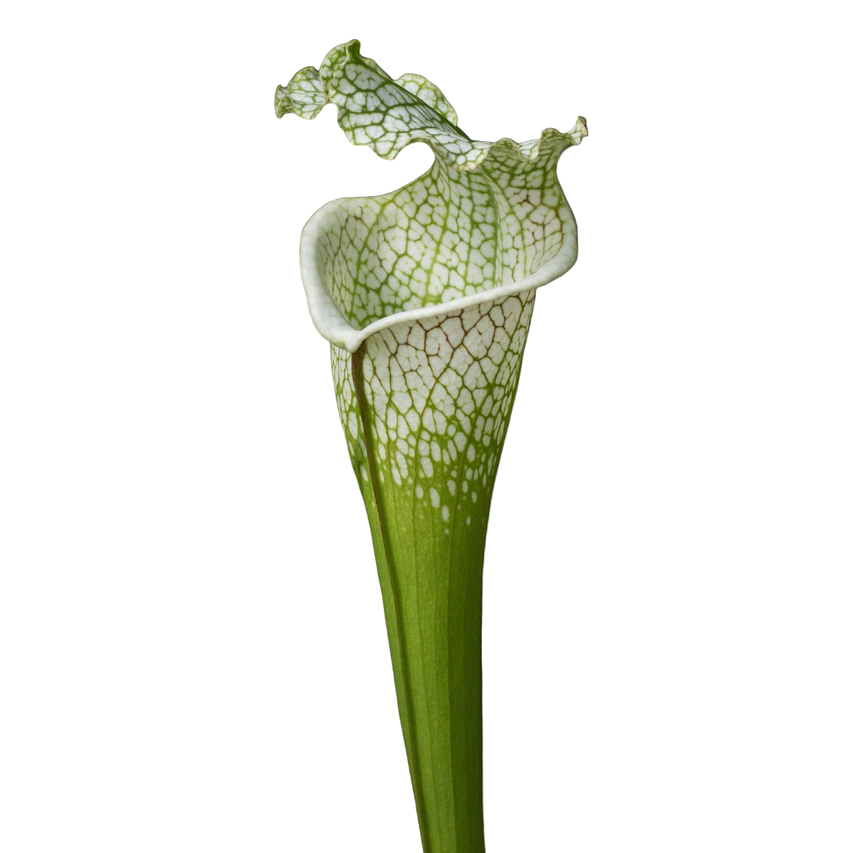 White-topped Sarracenia leucophylla pitcher plant pitcher with green veins and a ruffled lid