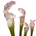 White-topped Sarracenia leucophylla pitcher plant pitchers with red veining