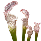 White-topped Sarracenia leucophylla pitcher plant pitchers with red veining