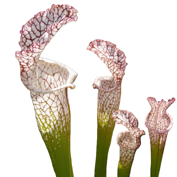 White-topped Sarracenia leucophylla pitcher plant pitchers with red veining
